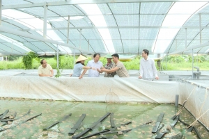 Hà Nội: Nuôi ếch thương phẩm tại Thanh Oai cho lợi nhuận hơn 200 triệu đồng