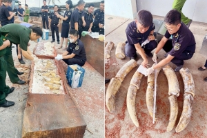Hơn 1,2 tấn ngà voi, xương động vật hoang dã cất giấu tinh vi tại cảng Quy Nhơn