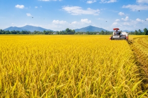 Giá lúa gạo hôm nay 14/8: Lúa tươi giữ giá, gạo xuất khẩu vẫn ở mức cao