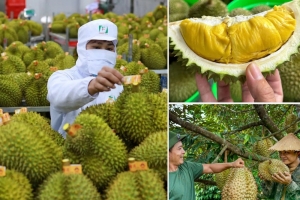 Gỡ rào cản, nâng thương hiệu để sầu riêng Việt chinh phục thị trường lớn