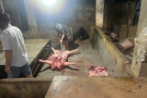 TP.HCM: Phát hiện cơ sở giết mổ heo trái phép lúc rạng sáng