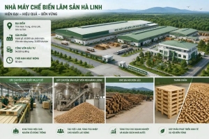 Hà Tĩnh chấp thuận dự án nhà máy chế biến lâm sản Hà Linh hơn 54 tỷ đồng