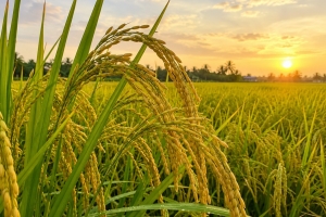 Giá lúa gạo hôm nay 15/8: CL 555 tiến sát 10.000 đồng/kg