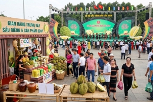 Sầu riêng Đắk Lắk tìm đường đi xa từ những kết nối mới