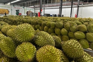Không mở rộng diện tích sầu riêng; tập trung nâng cao năng suất, chất lượng