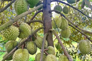 Giá sầu riêng hôm nay 19/8: Thị trường phân hoá