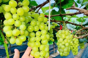 Nho mẫu đơn Hàn Quốc bén rễ trên vùng đất An Khánh