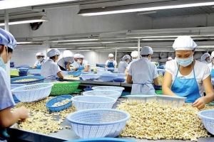 Ngành điều xuất khẩu gần 3 tỷ USD nhưng vẫn “khát” nguyên liệu