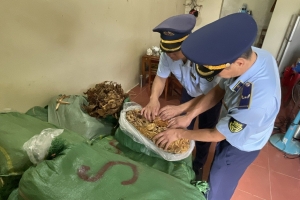 Cao Bằng: Xử phạt tài xế vận chuyển hơn 500kg nguyên liệu thuốc lá không rõ nguồn gốc
