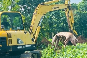 TP.HCM: Xã Xuân Sơn phát hiện ổ dịch mới, 62 con heo phải tiêu hủy