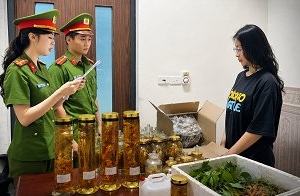 Thanh Hóa: Khởi tố đối tượng livestream bán sâm Lai Châu gắn mác sâm Ngọc Linh
