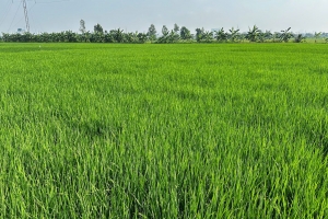 Hà Nội cảnh báo bệnh bạc lá, đốm sọc vi khuẩn có nguy cơ lan rộng trên lúa mùa