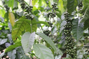 Giá cà phê hôm nay 26/8: Tiến sát mốc 100.000 đồng/kg