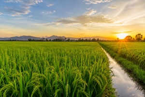 Giá lúa gạo hôm nay 27/8: OM 18, OM 5451 cùng giảm 100 đồng/kg