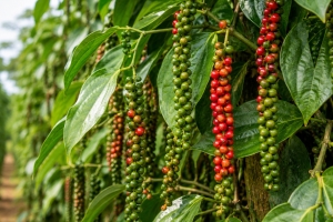 Giá tiêu hôm nay 27/8: Ổn định