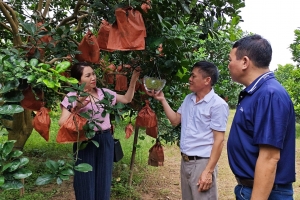 Bưởi đỏ Đông Cao: Từ đặc sản làng quê đến sản phẩm hàng hóa giá trị cao