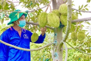 Sầu riêng Lâm Đồng có thêm 13 mã số vùng trồng, với diện tích 473,7ha được Trung Quốc phê duyệt