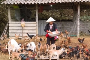 Phú Thọ thúc đẩy phát triển kinh tế vùng đồng bào dân tộc thiểu số