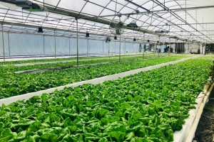 Bắc Ninh tăng tốc ứng dụng AI, IoT và chuyển đổi số trong phát triển nông nghiệp thông minh