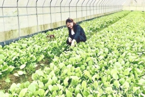 Phú Thọ đẩy mạnh ứng dụng công nghệ số trong nông nghiệp