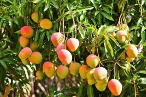 Xoài: Loại quả nhiệt đới giàu vitamin, mang lại nhiều lợi ích cho sức khỏe
