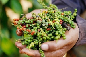 Giá tiêu hôm nay 2/9: Duy trì ổn định