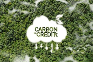 Cùng một tấn carbon, vì sao tín chỉ carbon rừng có giá khác nhau?