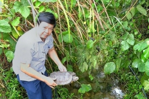 Đà Nẵng: Phường Hải Vân phát hiện và thả 2 cá thể động vật hoang dã quý hiếm về rừng