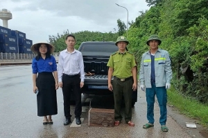 Hà Tĩnh: Tiếp nhận cá thể trăn gấm quý hiếm do người dân tự nguyện giao nộp