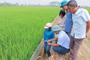Hà Nội: Xã Kiều Phú triển khai 60 ha cây vụ đông, hướng tới sản xuất tập trung