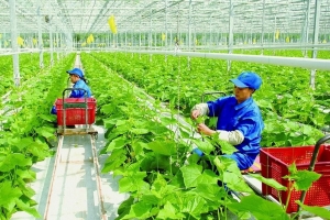 Thị trường xanh mở lối nâng giá trị nông sản, cải thiện sinh kế nông dân