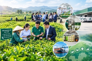 Hợp tác xã nông nghiệp: Từ gom sản lượng đến giữ giá trị trong chuỗi