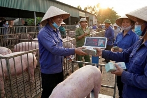 Giá heo hơi hôm nay 21/9: Ba địa phương chạm mốc 60.000 đồng/kg