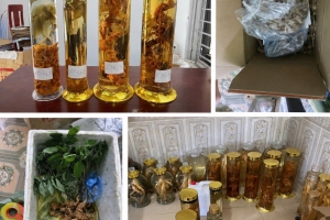Thanh Hóa: Tìm người mua “Sâm Ngọc Linh” liên quan vụ án lừa dối khách hàng