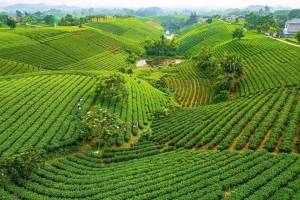 La Bằng chuẩn bị các điều kiện cho Festival Trà Quốc tế - Thái Nguyên 2026