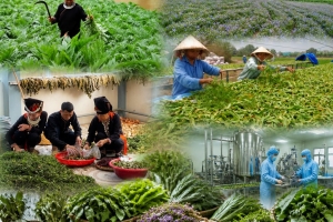 Lào Cai đặt mục tiêu nâng giá trị ngành hàng dược liệu sau chế biến đạt trên 2.000 tỷ đồng