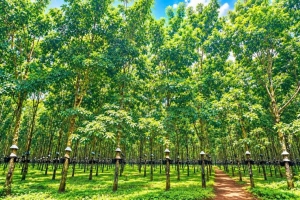 Giá cao su hôm nay 28/9: Đà tăng chiếm ưu thế