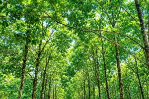 Giá cao su hôm nay 2/10: Sắc xanh chiếm ưu thế tại Nhật Bản, Singapore