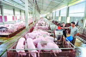 Thịt heo nhập giá rẻ, người nuôi trong nước chịu sức ép kép