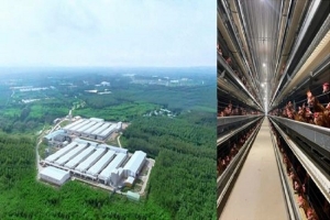 Lâm Đồng: Máy móc vào chuồng, giảm chi phí để giữ sức cạnh tranh