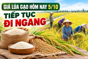 Giá lúa gạo hôm nay 5/10: Tiếp tục đi ngang