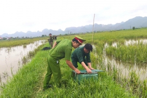 Ninh Bình: Tháo dỡ hàng trăm mét lưới, thu gom nhiều bẫy chim trên đồng ruộng xã Đồng Thái