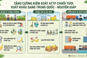 Hải Phòng: Tăng cường kiểm soát an toàn thực phẩm đối với chuối tươi xuất khẩu sang Trung Quốc
