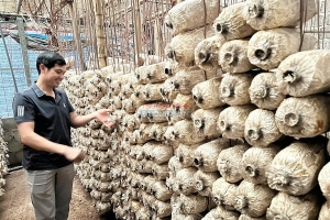 Mô hình OCOP 3 sao tại Hải Phòng: Ngọc Minh Châu và khát vọng nâng tầm giá trị nấm Việt bằng công nghệ