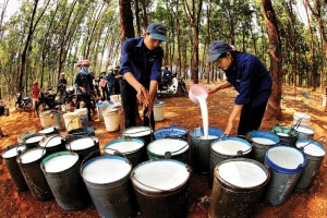 Cao su Đồng Phú dự kiến thay đổi nhân sự cấp cao