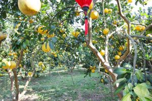Bắc Ninh: Đẩy mạnh kết nối tiêu thụ trái cây chủ lực và phát triển du lịch vườn cây ăn quả