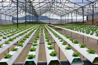 Cao Bằng tập trung phát triển nông nghiệp công nghệ cao