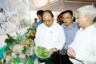 Sớm trình Thủ tướng về tiêu chí nông nghiệp công nghệ cao