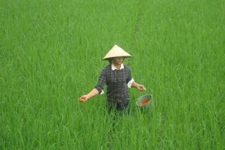 Áp thuế tự vệ phân bón: Bảo vệ doanh nghiệp nội, thuận lợi người nông dân