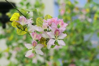 Ngắm nhìn hương sắc hoa ban Tây Bắc giữa lòng Thủ đô